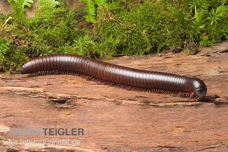 Afrikanischer Riesentausendfüßer, Archispirostreptus gigas Afrikanischer Riesentausendfüßer, Archispirostreptus Gigas -Container Haustiere Geschäft Afrikanischer Riesentausendfuesser Archispirostreptus gigas 04