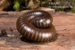 Afrikanischer Riesentausendfüßer, Archispirostreptus Gigas 6 Afrikanischer Riesentausendfüßer, Archispirostreptus Gigas -Container Haustiere Geschäft Afrikanischer Riesentausendfuesser Archispirostreptus gigas 05