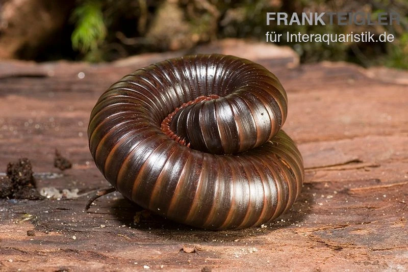 Afrikanischer Riesentausendfüßer, Archispirostreptus gigas Afrikanischer Riesentausendfüßer, Archispirostreptus Gigas -Container Haustiere Geschäft Afrikanischer Riesentausendfuesser Archispirostreptus gigas 05