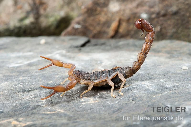 Afrikanischer Skorpion, Hottentotta hottentotta Afrikanischer Skorpion, Hottentotta Hottentotta -Container Haustiere Geschäft Afrikanischer Skorpion Hottentotta hottentotta 2