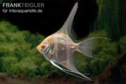 Albino Dantum Skalar, Pterophyllum Altum X Scalare 3 Albino Dantum Skalar, Pterophyllum Altum X Scalare -Container Haustiere Geschäft Albino Dantum Skalar Pterophyllum altum x scalare 2