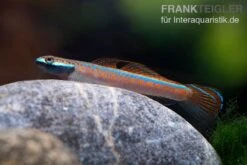 Annieae-Grundel, Stiphodon Annieae, 1 Paar -Container Haustiere Geschäft Annieae Grundel Stiphodon annieae 3