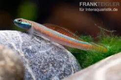 Annieae-Grundel, Stiphodon Annieae, 1 Paar -Container Haustiere Geschäft Annieae Grundel Stiphodon annieae 4