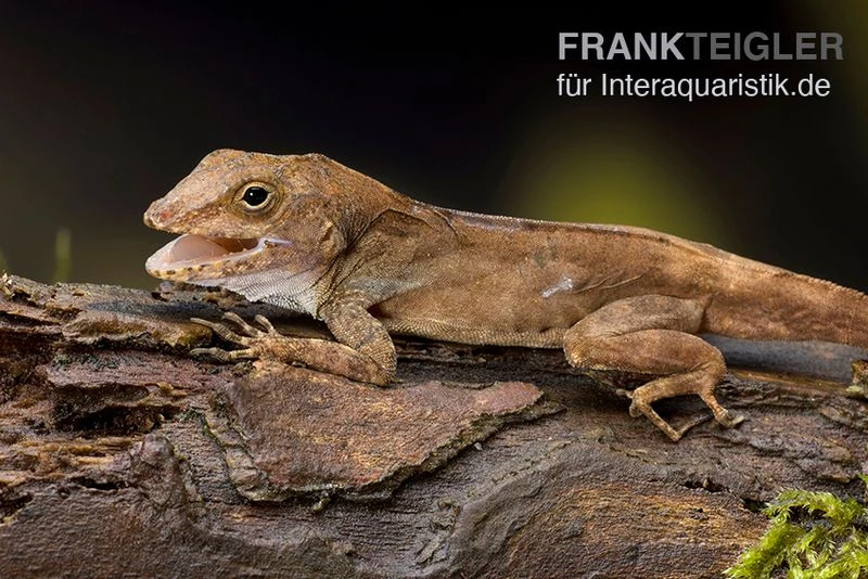 Kammanolis, Anolis cristatellus Kammanolis, Anolis Cristatellus -Container Haustiere Geschäft Anolis cristatellus 2