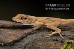 Kammanolis, Anolis Cristatellus 3 Kammanolis, Anolis Cristatellus -Container Haustiere Geschäft Anolis cristatellus Weibchen