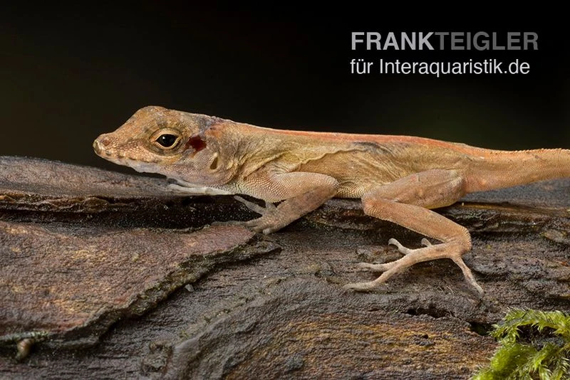 Kammanolis, Anolis cristatellus Kammanolis, Anolis Cristatellus -Container Haustiere Geschäft Anolis cristatellus Weibchen