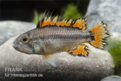 Kakaduzwergbuntbarsch Doppelrot, Apistogramma Cacatuoides, Paarweise -Container Haustiere Geschäft Apistogramma cacatuoides super red 4