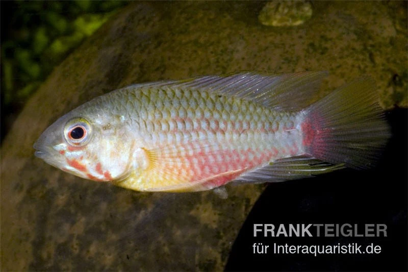 Rotstrich-Zwergbuntbarsch, Apistogramma hongsloi, paarweise Rotstrich-Zwergbuntbarsch, Apistogramma Hongsloi, Paarweise -Container Haustiere Geschäft Apistogramma hongsloi Rotstrich Zwergbuntbarsch