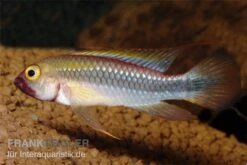 Wilhelmi Zwergbuntbarsch, Apistogramma Sp. Wilhelmi 4 Wilhelmi Zwergbuntbarsch, Apistogramma Sp. Wilhelmi -Container Haustiere Geschäft Apistogramma sp Wilhelmi