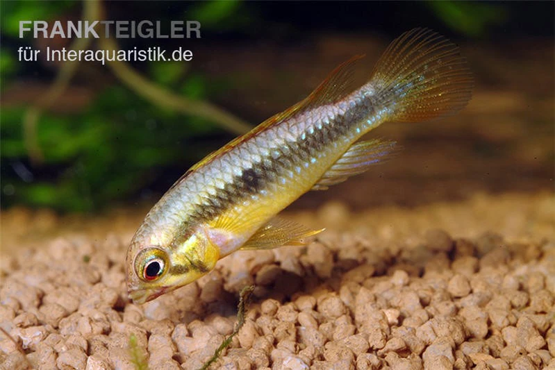 Wilhelmi Zwergbuntbarsch, Apistogramma sp. wilhelmi Wilhelmi Zwergbuntbarsch, Apistogramma Sp. Wilhelmi -Container Haustiere Geschäft Apistogramma sp Wilhelmi wilhelms Zwergbuntbarsch