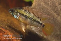 Schwarzkehl-Zwergbuntbarsch, Apistogramma Viejita, Paarweise -Container Haustiere Geschäft Apistogramma viejita Schwarzkehl Zwergbuntbarsch