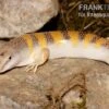 Apothekerskink, Scincus Scincus -Container Haustiere Geschäft Apothekerskink Scincus scincus 1