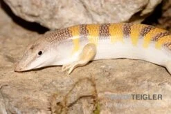 Apothekerskink, Scincus Scincus -Container Haustiere Geschäft Apothekerskink Scincus scincus 2