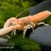 Aprikosenkrebs, Cherax Holthuisi -Container Haustiere Geschäft Aprikosenkrebs Cherax holthuisi
