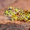 Argentinischer Schmuckhornfrosch (grün), Ceratophrys Ornata 2 Argentinischer Schmuckhornfrosch (grün), Ceratophrys Ornata -Container Haustiere Geschäft Argentinischer Schmuckhornfrosch gruen Ceratophrys ornata 1