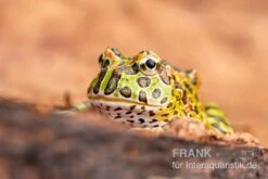Container Haustiere Geschäft -Container Haustiere Geschäft Argentinischer Schmuckhornfrosch gruen Ceratophrys ornata 2