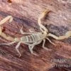 Arizona Bark Scorpion, Centruroides Sculpturatus