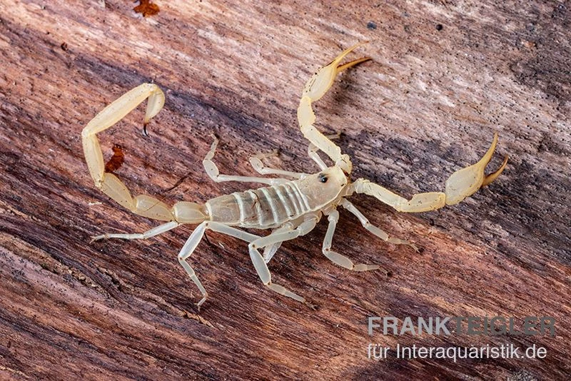 Arizona Bark Scorpion, Centruroides sculpturatus Arizona Bark Scorpion, Centruroides Sculpturatus -Container Haustiere Geschäft Arizona Bark Scorpion Centruroides sculpturatus 1