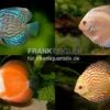 3 X Diskusfisch ASIA-NZ Im Mix, Symphysodon Discus, S 5-6 Cm -Container Haustiere Geschäft Asia Discus Bundle 2