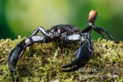 Asia-Skorpion, Heterometrus Longimanus -Container Haustiere Geschäft Asia Skorpion Heterometrus longimanus 3
