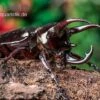Atlaskäfer, Chalcosoma Atlas -Container Haustiere Geschäft Atlaskaefer Chalcosoma atlas 1
