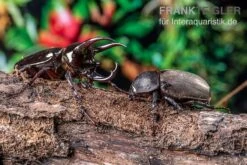 Atlaskäfer, Chalcosoma Atlas -Container Haustiere Geschäft Atlaskaefer Chalcosoma atlas 3