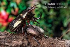 Atlaskäfer, Chalcosoma Atlas -Container Haustiere Geschäft Atlaskaefer Chalcosoma atlas 5