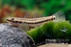 Atratus-Grundel, Stiphodon Atratus, 1 Paar -Container Haustiere Geschäft Atratus Grundel Stiphodon atratus 3