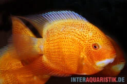 Augenfleck-Buntbarsch, Heros Severus "Red Spotted"