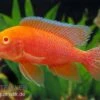 Aulonocara Firefish "Coral Red Albino" -Container Haustiere Geschäft Aulonocara Firefish Coral Red Albino