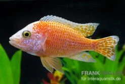 Aulonocara Nyassae "Pink"