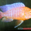 Aulonocara Spec. Dragon Blood Albino, DNZ -Container Haustiere Geschäft Aulonocara spec Dragon Blood albino 1
