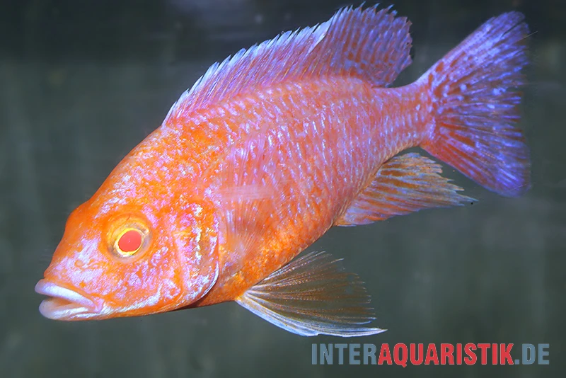 Aulonocara spec. Dragon Blood albino, DNZ Aulonocara Spec. Dragon Blood Albino, DNZ -Container Haustiere Geschäft Aulonocara spec Dragon Blood albino 2