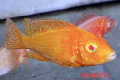 Aulonocara Spec. Dragon Blood Albino, DNZ 4 Aulonocara Spec. Dragon Blood Albino, DNZ -Container Haustiere Geschäft Aulonocara spec Dragon Blood albino 3