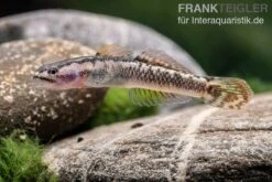 Aureofuscus-Grundel, Stiphodon Aureofuscus, 1 Paar -Container Haustiere Geschäft Aureofuscus Grundel Stiphodon aureofuscus 3