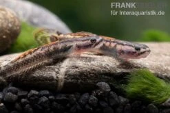 Aureofuscus-Grundel, Stiphodon Aureofuscus, 1 Paar -Container Haustiere Geschäft Aureofuscus Grundel Stiphodon aureofuscus 4