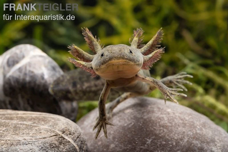 Axolotl naturfarben, Ambystoma mexicanum Axolotl Naturfarben, Ambystoma Mexicanum -Container Haustiere Geschäft Axolotl Wildling 1