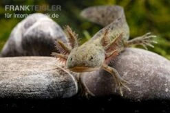 Axolotl Naturfarben, Ambystoma Mexicanum 4 Axolotl Naturfarben, Ambystoma Mexicanum -Container Haustiere Geschäft Axolotl Wildling 2
