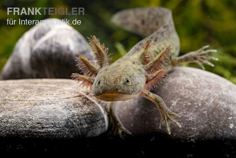 Axolotl naturfarben, Ambystoma mexicanum Axolotl Naturfarben, Ambystoma Mexicanum -Container Haustiere Geschäft Axolotl Wildling 2