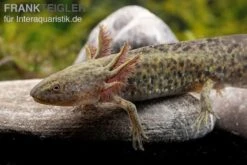 Axolotl Naturfarben, Ambystoma Mexicanum 5 Axolotl Naturfarben, Ambystoma Mexicanum -Container Haustiere Geschäft Axolotl Wildling 3