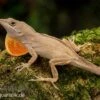 Bahama-Anolis, Anolis Sagrei -Container Haustiere Geschäft Bahama Anolis Anolis sagrei 1