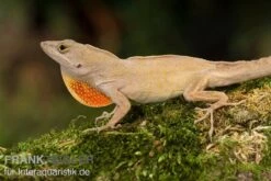 Bahama-Anolis, Anolis Sagrei -Container Haustiere Geschäft Bahama Anolis Anolis sagrei 2