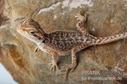 Bartagame, Pogona Vitticeps, Farbmix -Container Haustiere Geschäft Bartagame Pogona vitticeps Dunner Red Bearded Dragon 5
