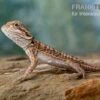 Bartagame, Pogona Vitticeps, Farbmix 1 Bartagame, Pogona Vitticeps, Farbmix -Container Haustiere Geschäft Bartagame Pogona vitticeps Leatherback Striped 6