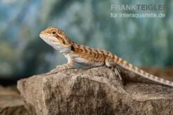 Bartagame, Pogona Vitticeps, Farbmix -Container Haustiere Geschäft Bartagame Pogona vitticeps Red Bearded Dragon 11