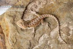 Bartagame, Pogona Vitticeps, Farbmix -Container Haustiere Geschäft Bartagame Pogona vitticeps Red Bearded Dragon 3