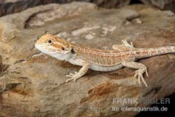Bartagame, Pogona Vitticeps, Farbmix -Container Haustiere Geschäft Bartagame Pogona vitticeps Red Hypo Striped 8