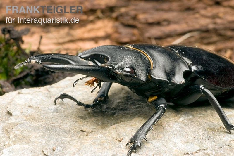 Bellicosa-Hirschkäfer, Odontolabis bellicosa Bellicosa-Hirschkäfer, Odontolabis Bellicosa -Container Haustiere Geschäft Bellicosa Hirschkaefer Odontolabis bellicosa