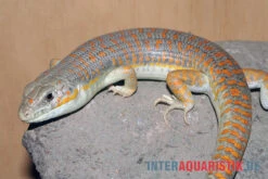 Berberskink, Eumeces Schneiderii 5 Berberskink, Eumeces Schneiderii -Container Haustiere Geschäft Berberskink Eumeces schneiderii 1