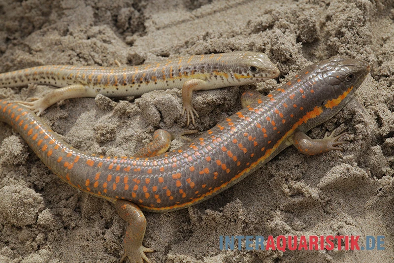 Berberskink, Eumeces schneiderii Berberskink, Eumeces Schneiderii -Container Haustiere Geschäft Berberskink Eumeces schneiderii neu 2